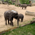 Zoo 0520216